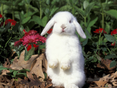 Fluffy bunny